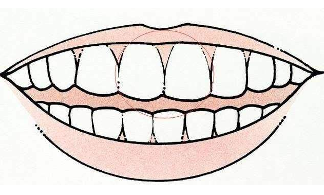 牙齿看法意义科普学问：门牙前面是凹陷的，它叫做铲状门齿