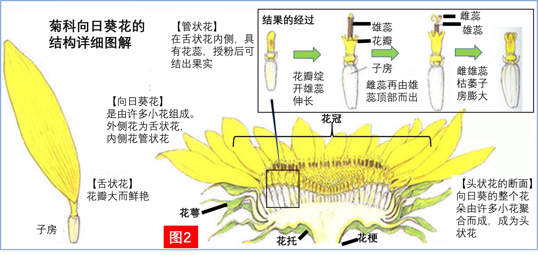 向日葵四个生长阶段的管理 - 花百科