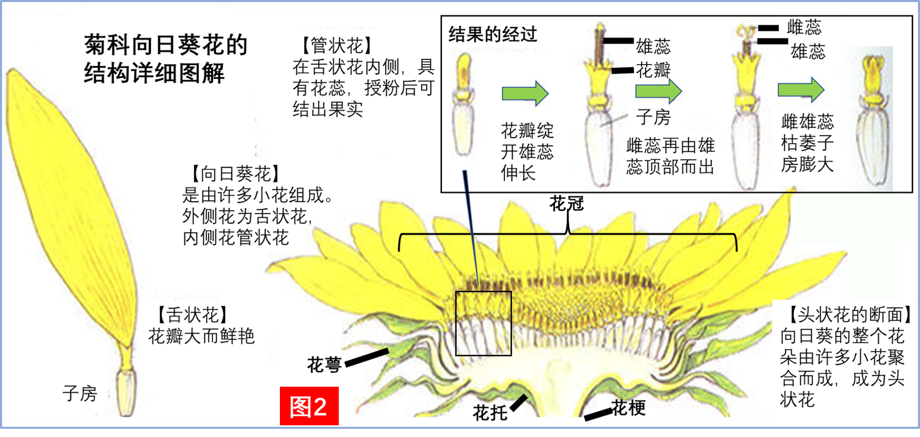 云南黄白菊鲜切花大白菊花产地批发清明花祭祀祭奠扫墓鲜花真花-阿里巴巴