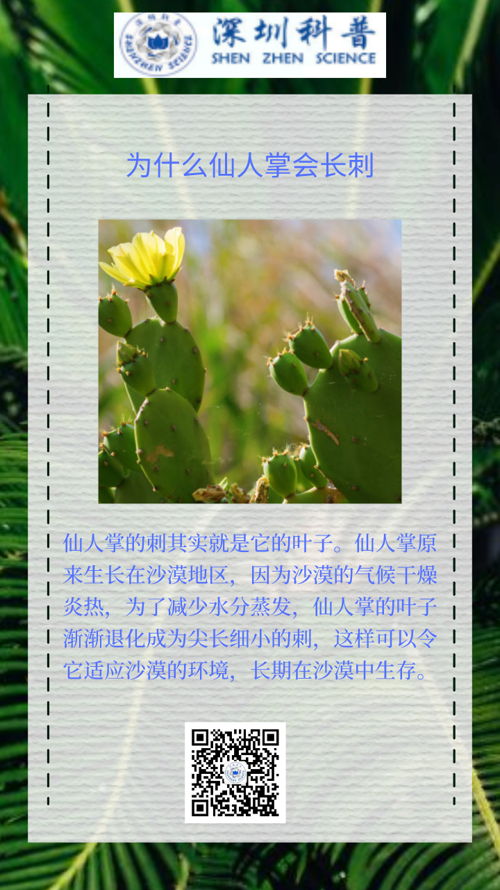 一句话科普:为什么仙人掌会长刺